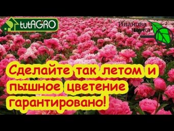 3 ШАГА К ПЫШНОМУ ЦВЕТЕНИЮ ПИОНА: вот что надо сделать летом.