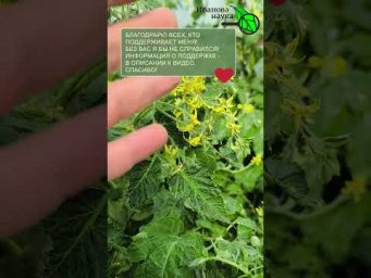ТОМАТЫ: Ничем не поливаю, не обрабатываю, а плоды &mdash; как на подбор!