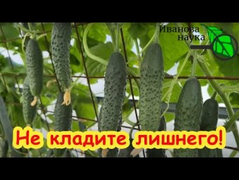 ПРИ ПОСАДЕ ОГУРЦОВ НЕ КЛАДИТЕ ЛИШНЕГО и УРОЖАЙ ОТЛИЧНЫЙ! Ведь огурцы растут и вообще без земли.
