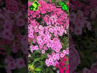 САМЫЕ КРАСИВЫЕ ЦВЕТЫ ИЮЛЯ. Великолепие метельчатых флоксов без мучнистой росы.