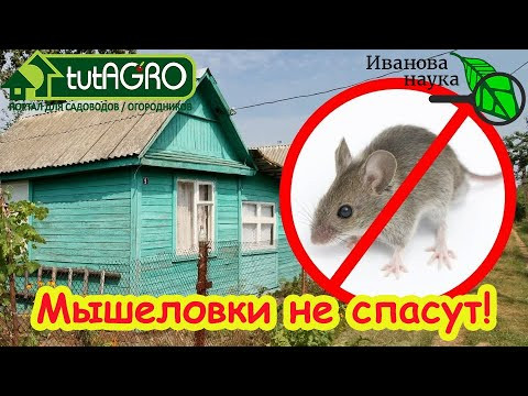 Мышеловку и яды не использую: расставляю по углам этот материал и грызуны в дом не заглядывают! Мышеловку и яды не использую: расставляю по углам этот материал и грызуны в дом не заглядывают!