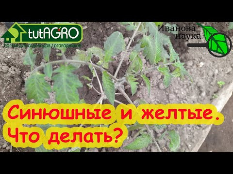 ЭТИ 4 ОШИБКИ СОВЕРШАЮТ ДАЖЕ АГРОНОМЫ ПРОФИ! Не останьтесь без урожая томатов! РАЗБОР ПОЛЕТОВ № 7.