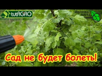 А ВЫ ЗНАЛИ ПРО ЭТО СУПЕР СРЕДСТВО ОТ МУЧНИСТОЙ РОСЫ и БОЛЕЗНЕЙ САДА?ДЕШЕВО И ЭФФЕКТИВНО!