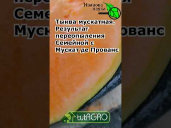 Вместо дорогих добавок и БАДов - это БЕСПЛАТНОЕ натуральное средство. Самое вкусное лекарство!