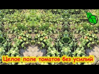 ЗАПОМНИТЕ ЭТУ СХЕМУ выращивания ТОМАТА без подкормок и ухода. Целое поле томатов без без усилий.