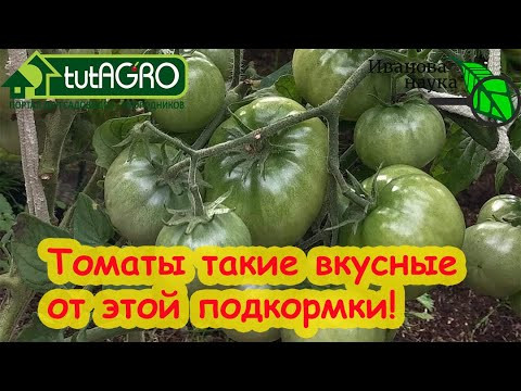 Сам В ШОКЕ! Подкормка томатов вообще без удобрений! От нее томаты сладкие, вкусные, ароматные! Сам В ШОКЕ! Подкормка томатов вообще без удобрений! От нее томаты сладкие, вкусные, ароматные!