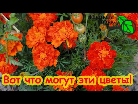 БАРХАТЦЫ В ОГОРОДЕ. Вот что вытворяют эти цветы! Бархатцы против фитофторы. Использование бархатцев. БАРХАТЦЫ В ОГОРОДЕ. Вот что вытворяют эти цветы! Бархатцы против фитофторы. Использование бархатцев.