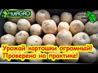 ПРАВИЛА ПРОРАЩИВАНИЯ КЛУБНЕЙ КАРТОФЕЛЯ: урожай картошки в 3 раза больше - проверено на практике!!!