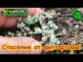 КАК НЕ ПУСТИТЬ ФИТОФТОРУ К СЕБЕ В ОГОРОД. Один самый важный шаг к избавлению от фитофторы.