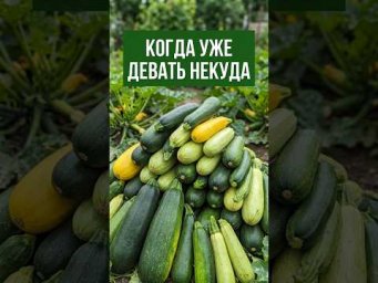 СЕКРЕТ ЛЕНИВОГО ОГОРОДНИКА: не срывайте эти плоды &mdash; и получите запас на всю зиму