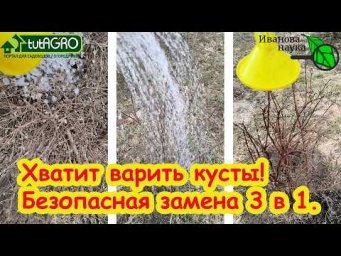 ЗАБУДЬТЕ О КИПЯТКЕ! Этим раствором уничтожаю ВСЕ болезни и вредителей на кустах.