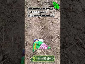 СПИНА НЕ БОЛИТ: вот почему у меня никогда не болит спина от посева семян в огороде.