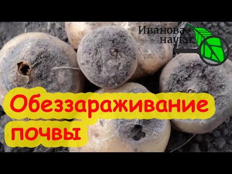 КАРТОФЕЛЬ ГНИЛ ПРЯМО В ЗЕМЛЕ: оздоровление почвы. Обработка, удобрения, сидераты. КАРТОФЕЛЬ ГНИЛ ПРЯМО В ЗЕМЛЕ: оздоровление почвы. Обработка, удобрения, сидераты.