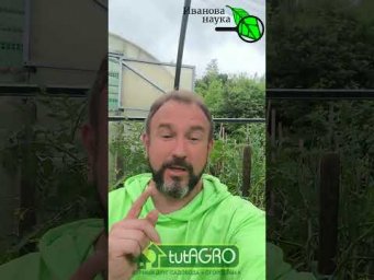 СРОЧНО! У помидоров крутит верхушки  Как спасти урожай? Скрутились верхушки у томатов что делать