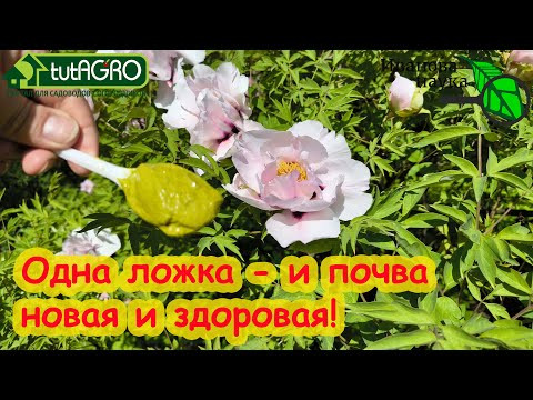ВСЕГО 1 ЛОЖКА и земля как новая, здоровая, плодородная, живая, для большого урожая на года! ВСЕГО 1 ЛОЖКА и земля как новая, здоровая, плодородная, живая, для большого урожая на года!
