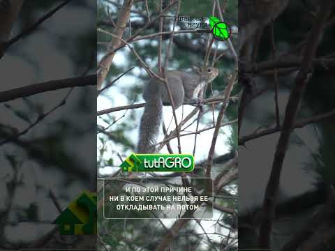 ВСЕГО 500 г НА ВЕДРО ВОДЫ и САД ЗДОРОВ! Обязательно сделайте это В МАРТЕ! Обработка сада от грибков. ВСЕГО 500 г НА ВЕДРО ВОДЫ и САД ЗДОРОВ! Обязательно сделайте это В МАРТЕ! Обработка сада от грибков.