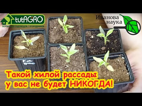 ВСЕГО 2 ДЕЙСТВИЯ и РАССАДА БУДЕТ ИДЕАЛЬНОЙ: активация пустых грунтов простым способом. ВСЕГО 2 ДЕЙСТВИЯ и РАССАДА БУДЕТ ИДЕАЛЬНОЙ: активация пустых грунтов простым способом.