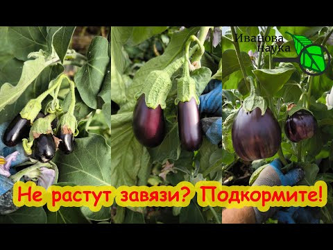 БАКЛАЖАНЫ ВМИГ ИДУТ В РОТ! Самая мощная подкормка для роста завязей. БАКЛАЖАНЫ ВМИГ ИДУТ В РОТ! Самая мощная подкормка для роста завязей.