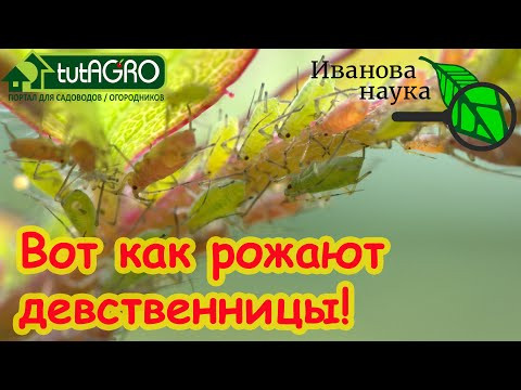 РОДЫ У ДЕВСТВЕННИЦЫ! КАК ПРОХОДЯТ РОДЫ У ТЛЕЙ. Беременная тля - живородка. Тайны личной жизни тлей.