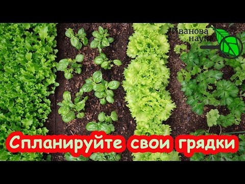 ВЫ УДИВИТЕСЬ: это КОВАРНОЕ растение отнимает силы у всего огорода! Садите его подальше! ВЫ УДИВИТЕСЬ: это КОВАРНОЕ растение отнимает силы у всего огорода! Садите его подальше!