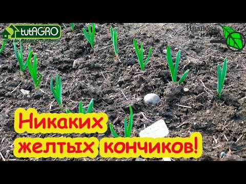 ПЕРВАЯ ПОДКОРМКА НА КРУПНЫЙ ЧЕСНОК и! БЕЗ ЛЕЙКИ: секрет сухой подкормки чеснока БЕЗ ПОЛИВА. ПЕРВАЯ ПОДКОРМКА НА КРУПНЫЙ ЧЕСНОК и! БЕЗ ЛЕЙКИ: секрет сухой подкормки чеснока БЕЗ ПОЛИВА.