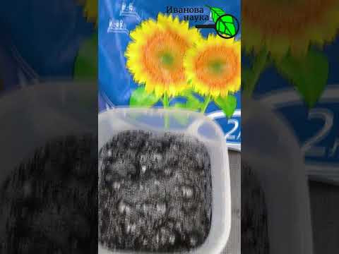 НЕ ГАСИТЕ ЗОЛУ УКСУСОМ! Сперва посмотрите это видео. Откажитесь от смешивания золы и уксуса, если... НЕ ГАСИТЕ ЗОЛУ УКСУСОМ! Сперва посмотрите это видео. Откажитесь от смешивания золы и уксуса, если...
