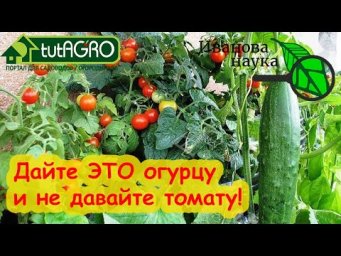 ЭТО УДОБРЕНИЕ ТОМАТ НЕНАВИДИТ, А ОГУРЕЦ - ОБОЖАЕТ! Как нагнать урожай огурца и томата в 10 раз.