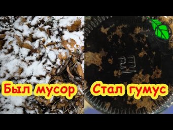 ПРЕВРАЩАЕМ ОПИЛКИ и ЛИСТЬЯ В НАСТОЯЩИЙ ЧЕРНОЗЁМ! Это реально! Готовим гумус для рассады из мусора.