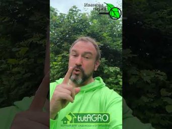 Фитофтора уничтожит урожай за ночь! 