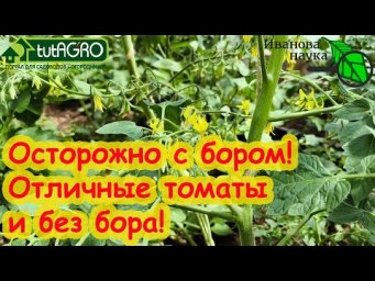 ХВАТИТ БОРА! Вот когда БОР вообще не нужен! Сколько бора нужно томатам и нужно ли?