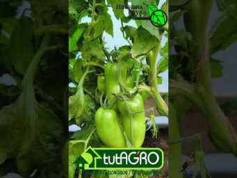 От белокрылки поможет ТОЛЬКО ЭТО! Правду говорю!