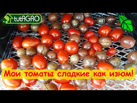 САМОЕ ГЛАВНОЕ УДОБРЕНИЕ ДЛЯ ТОМАТА. Без этого удобрения плоды кислые, мелкие, невкусные и мало. САМОЕ ГЛАВНОЕ УДОБРЕНИЕ ДЛЯ ТОМАТА. Без этого удобрения плоды кислые, мелкие, невкусные и мало.