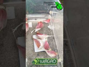 ЛУЧШИЙ СПОСОБ ЗАМАЧИВАНИЯ ЧЕСНОКА ПЕРЕД ПОСАДКОЙ: другие не нужны!