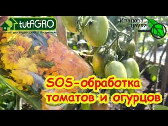 Секретное оружие против белокрылки: помидоры и огурцы будут здоровыми, а урожай - рекордным!