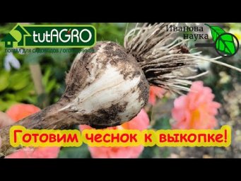 Копаю чеснок и он лежит до следующего урожая! Как подготовить чеснок к выкопке даже в дождь.