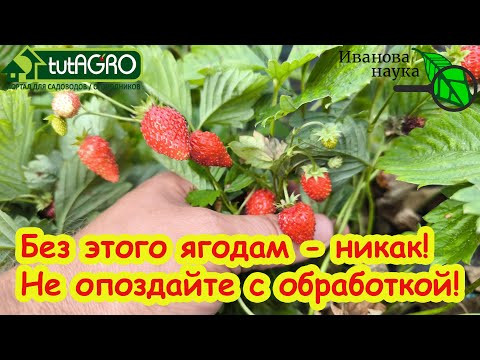 КЛУБНИКЕ и МАЛИНЕ ТЕПЕРЬ БЕЗ ЭТОГО НИКАК! Не затягивайте с этой обработкой! КЛУБНИКЕ и МАЛИНЕ ТЕПЕРЬ БЕЗ ЭТОГО НИКАК! Не затягивайте с этой обработкой!