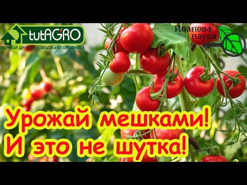 ТОМАТЫ КАК С КАРТИНКИ: 5 капель на литр и урожай собирайте ТОННАМИ! Не болеют и прут как бешеные! ТОМАТЫ КАК С КАРТИНКИ: 5 капель на литр и урожай собирайте ТОННАМИ! Не болеют и прут как бешеные!