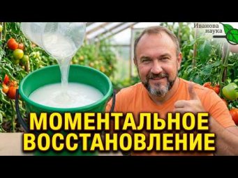 ПОЛИЛ 1 РАЗ И ПОЧВА КАК ПОСЛЕ 100 ЛЕТ ОТДЫХА! Восстановление плодородия и здоровья почвы осенью
