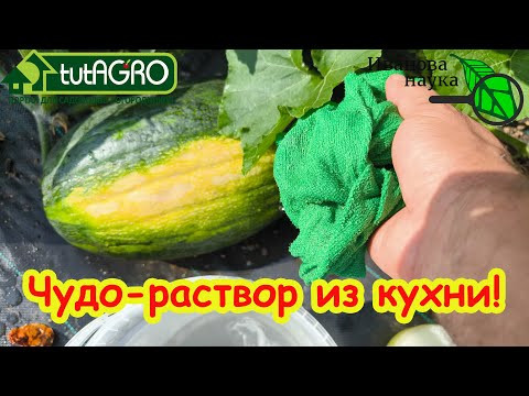 ТЫКВЫ НЕ ГНИЮТ, ХРАНЯТСЯ ДО НОВОГО УРОЖАЯ и ДАЖЕ ДОЛЬШЕ! Всего 3 шага к вкусным сладким тыквам. ТЫКВЫ НЕ ГНИЮТ, ХРАНЯТСЯ ДО НОВОГО УРОЖАЯ и ДАЖЕ ДОЛЬШЕ! Всего 3 шага к вкусным сладким тыквам.