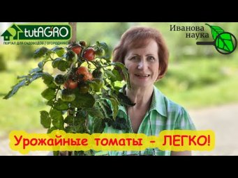 ОГРОМНЫЙ УРОЖАЙ ТОМАТОВ ХОТЬ НА ПЕСКЕ! Секрет надежного многократного увеличения урожая томатов.