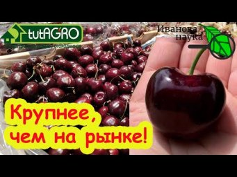 ХОЧЕШЬ БЫТЬ С КРУПНОЙ ВИШНЕЙ и ЧЕРЕШНЕЙ - ДЕЛАЙ ТАК! СУПЕР УРОЖАЙ ЧЕРЕШНИ. СЕКРЕТЫ ПОДКОРМКИ ЧЕРЕШНИ