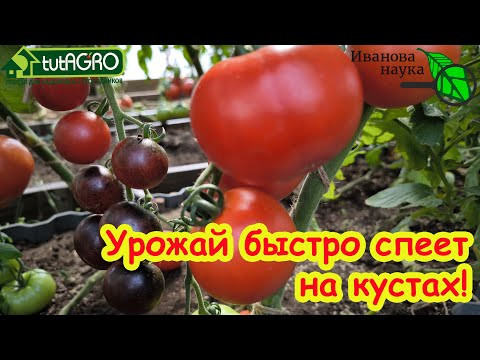 УБЕГАЕМ ОТ ФИТОФТОРЫ - УСКОРЯЕМ СОЗРЕВАНИЕ! Быстро созреют - не заболеют! Перцы зреют на кустах. УБЕГАЕМ ОТ ФИТОФТОРЫ - УСКОРЯЕМ СОЗРЕВАНИЕ! Быстро созреют - не заболеют! Перцы зреют на кустах.