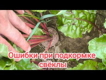 ЛЕТНЯЯ ПОДКОРМКА СВЕКЛЫ НА СЛАДОСТЬ И УРОЖАЙ. Вот чем надо полить свеклу, чтобы она не болела.