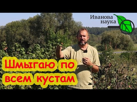 ОСЕННИЙ УХОД ЗА ЯГОДНИКАМИ от А до Я: подкормка, обрезка, искореняющая обработка и ошмыгивание. ОСЕННИЙ УХОД ЗА ЯГОДНИКАМИ от А до Я: подкормка, обрезка, искореняющая обработка и ошмыгивание.