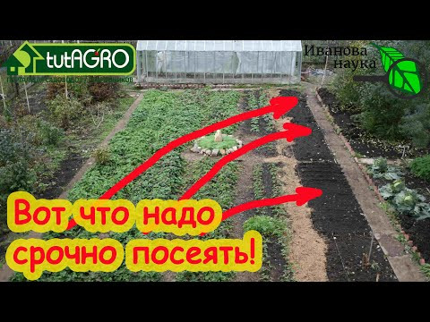 ОГОРОД БЕЗ БЛОШКИ! Посейте эти растения на пустое место и они превратят почву в чернозем! ОГОРОД БЕЗ БЛОШКИ! Посейте эти растения на пустое место и они превратят почву в чернозем!