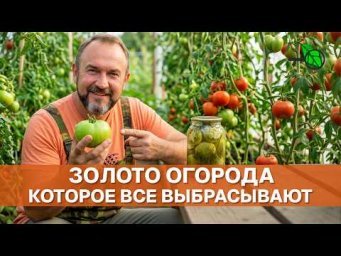 НИКОГДА НЕ ВЫБРАСЫВАЙТЕ ЗЕЛЁНЫЕ ТОМАТЫ! Максимальная польза для здоровья своими руками