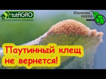 ИЗГНАНИЕ  ПАУТИННОГО КЛЕЩА ИЗ ТЕПЛИЦЫ. Клещ уйдет и не вернется. Как избавиться от паутинного клеща.
