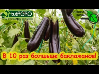 ПОЛЕЙТЕ ЭТИМ БАКЛАЖАНЫ ДЛЯ БЫСТРОГО РОСТА И УВЕЛИЧЕНИЯ УРОЖАЯ. Ни один баклажан не завянет!