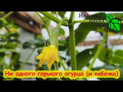 ОГУРЦЫ ПРИНОСЯТ ГОРЬКИЙ УРОЖАЙ? Огурцов мало, горькие, невкусные? Решение ЗДЕСЬ!