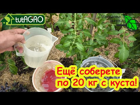 ОГУРЦЫ ОСТАНОВИЛИСЬ, ТОМАТЫ НЕ ВЯЖУТ ПЛОДЫ? Эта бюджетная подкормка ацетатным кальцием все исправит.